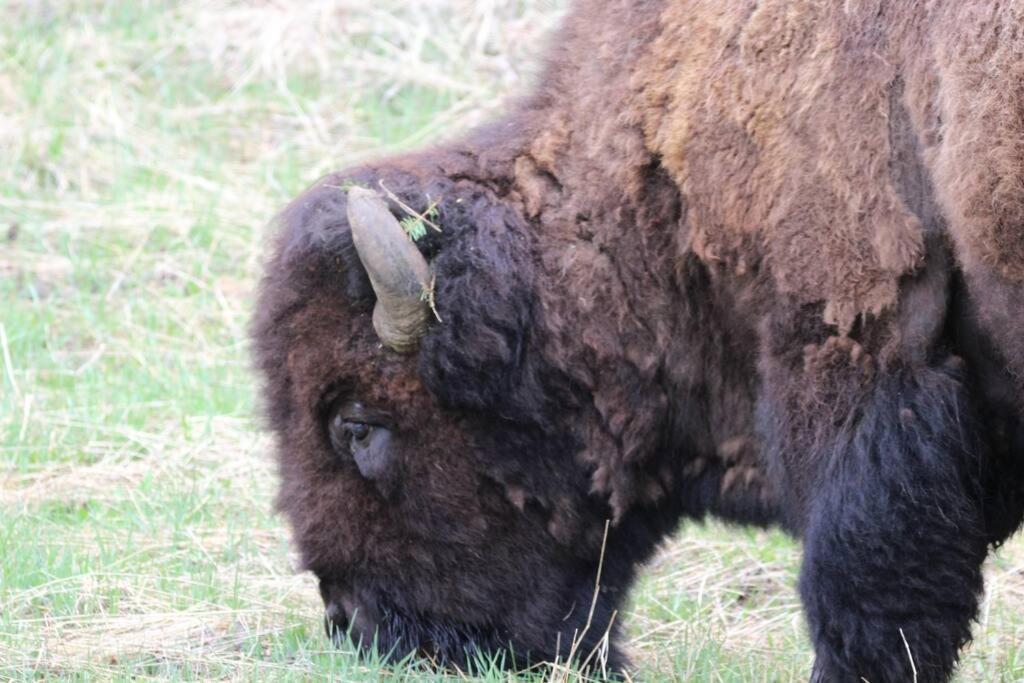 Bison Lodge - Lg Home - 2 Bedrooms - Less Than 5 Miles To Yellowstone North Entrance, Sleeps Up To 8 Gardiner Extérieur photo